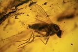 Fossil Mites, Beetle, Flies And Springtails In Baltic Amber #120675-1